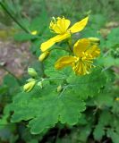 Chelidonium majus