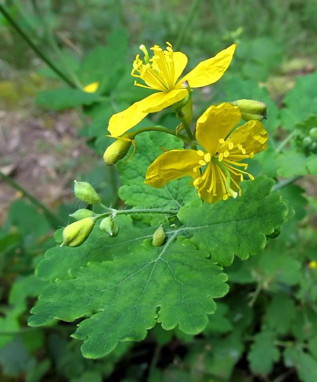 Изображение особи Chelidonium majus.