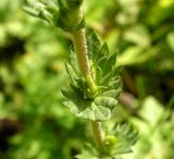 Euphrasia maximowiczii. Средняя часть побега. Хабаровский край, Ванинский р-н, окр. пос. Высокогорный. 15.08.2012.