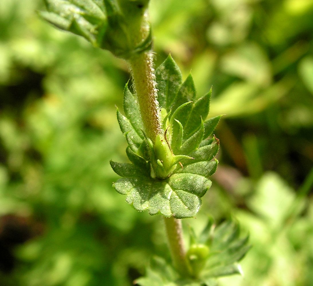 Image of Euphrasia maximowiczii specimen.