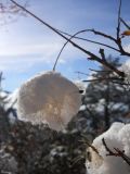 Cotinus coggygria. Часть соплодия под снегом. Южный берег Крыма, окр. г. Ялта, сосновый лес. 16 декабря 2012 г.