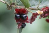 Lonicera involucrata