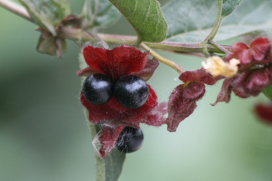 Image of Lonicera involucrata specimen.