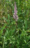Astilbe chinensis. Верхушка цветущего растения (виден один лист, листья на заднем плане - Sanguisorba parviflora). Приморье, бухта Уполномоченная, приморский луг. 10.08.2012.