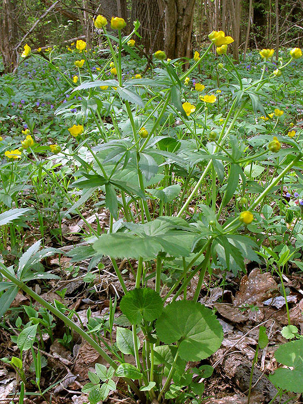 Image of Ranunculus cassubicus specimen.