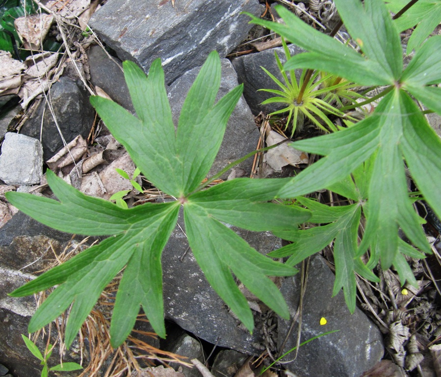 Image of Pulsatilla orientali-sibirica specimen.