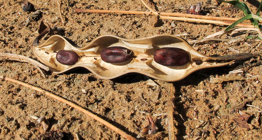 Image of Erythrina crista-galli specimen.