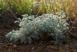 Artemisia monogyna. Вегетирующее растение. Ростовская обл., Мясниковский р-н, окр. пос. Недвиговка. 17.05.2011.