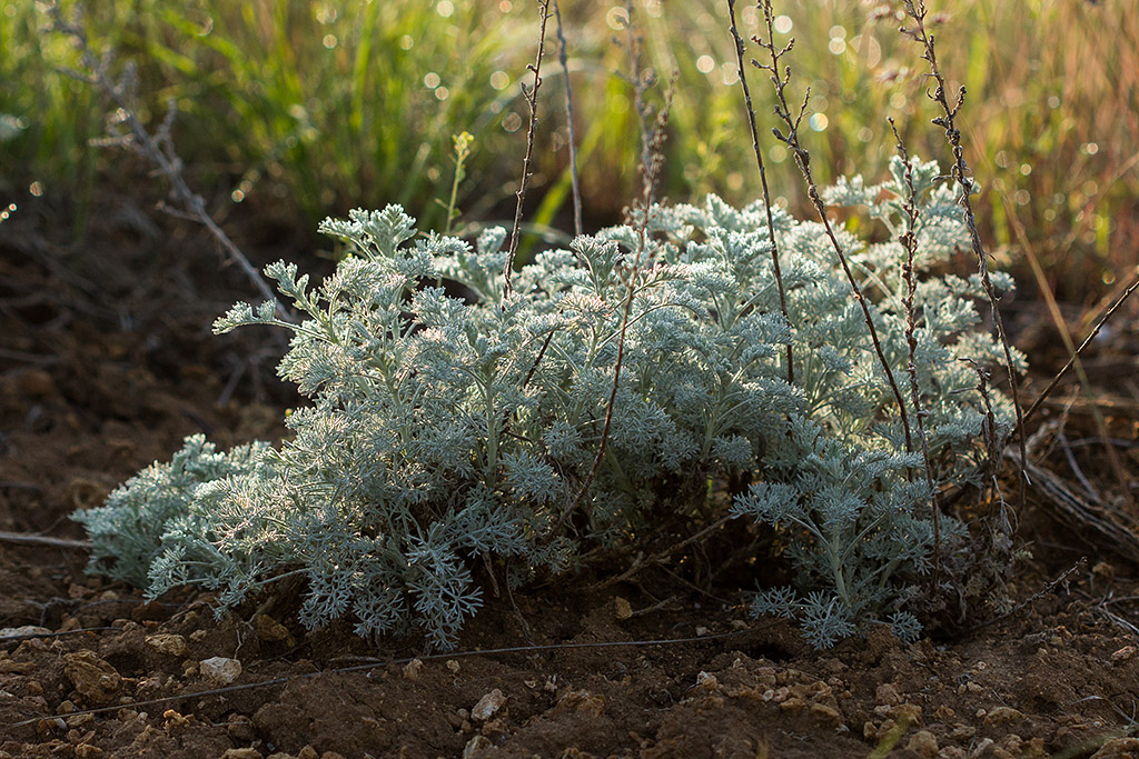 Image of Artemisia monogyna specimen.