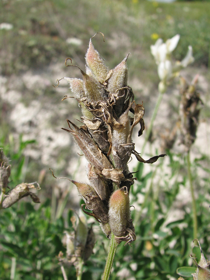 Image of Astragalus albicaulis specimen.
