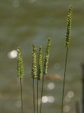 Cynosurus cristatus