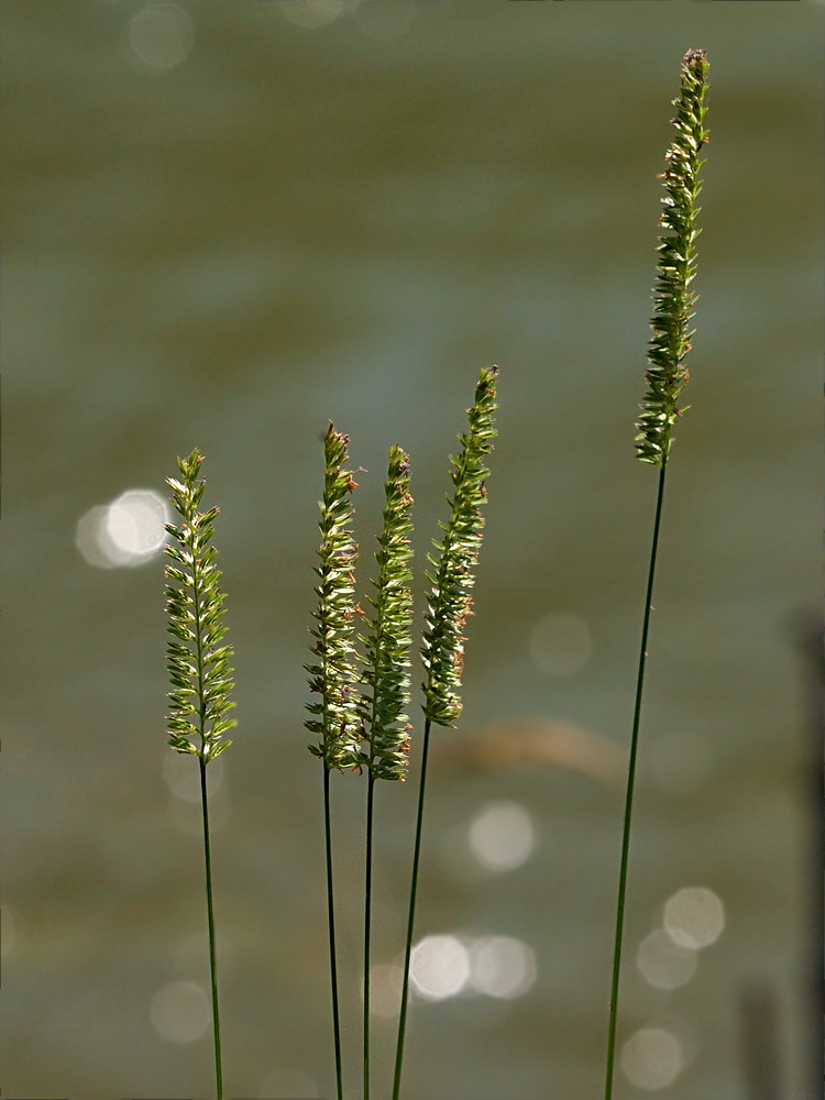 Image of Cynosurus cristatus specimen.