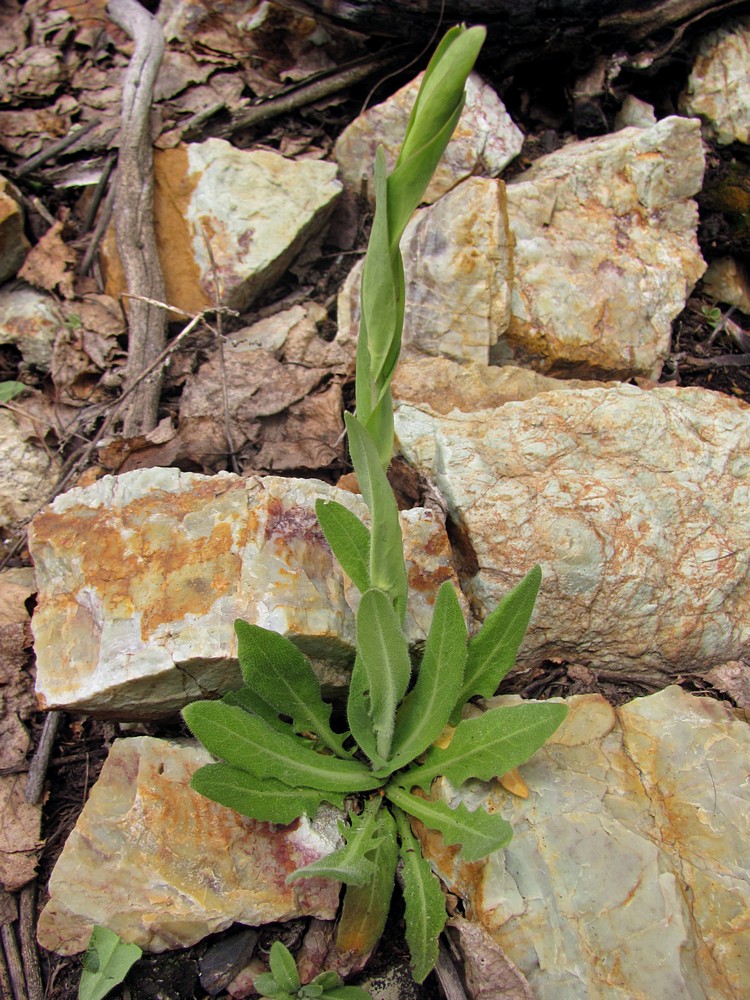 Image of Turritis glabra specimen.