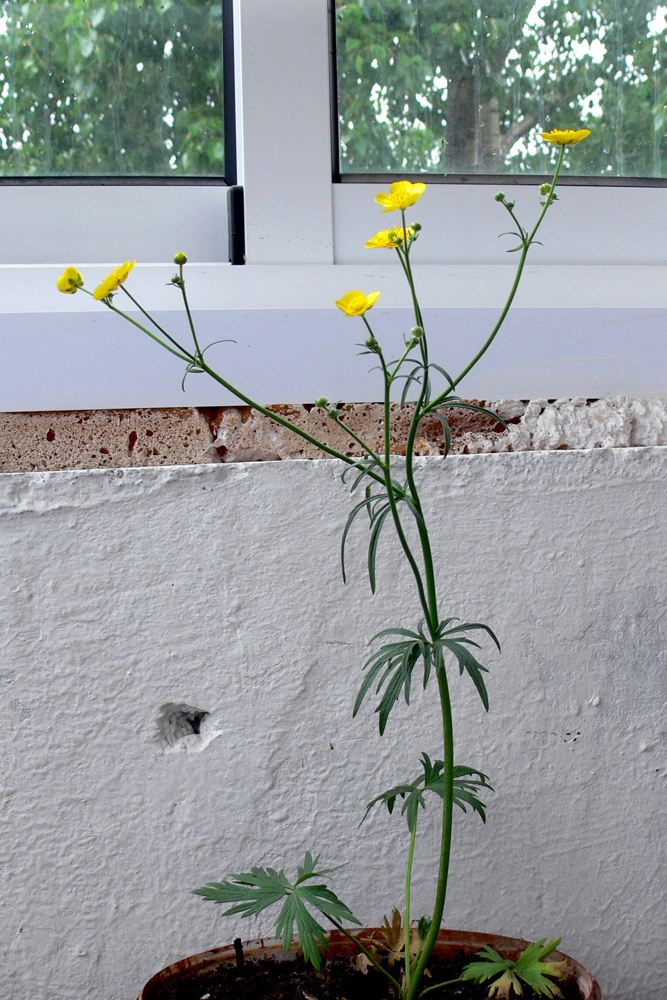 Image of Ranunculus polyanthemos specimen.