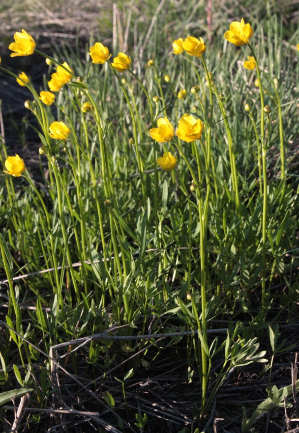 Изображение особи Ranunculus silvisteppaceus.