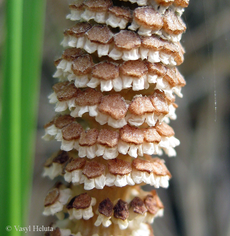 Image of Equisetum arvense specimen.