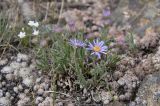 Aster serpentimontanus. Цветущее растение. Республика Бурятия, г. Улан-Удэ, окр. оз. Тулунжинское, южный склон сопки. 09.06.2013.