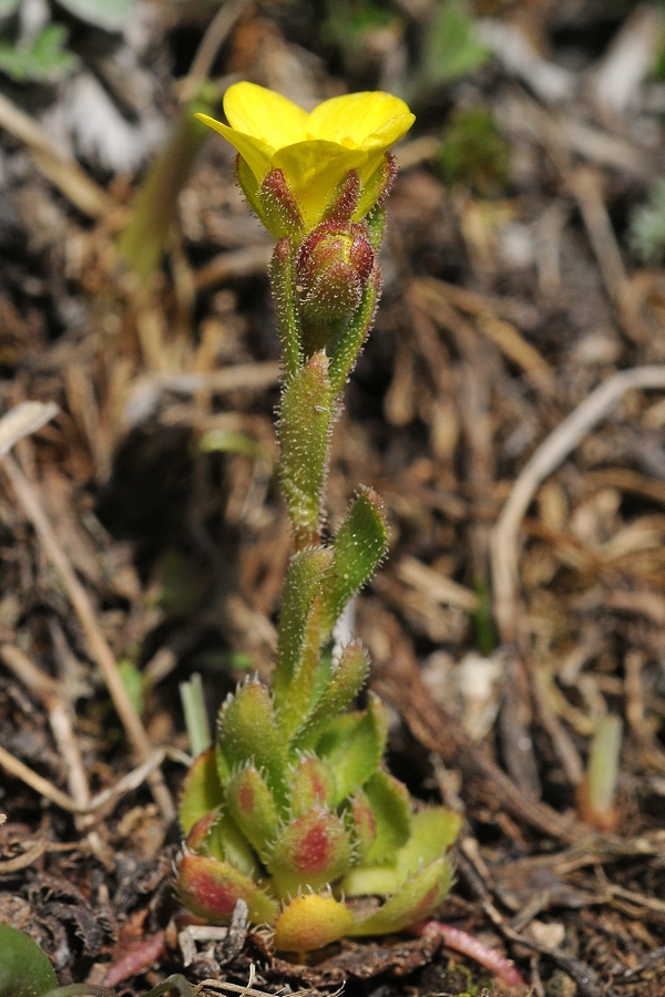 Image of Saxifraga macrocalyx specimen.