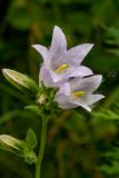 Campanula trachelium