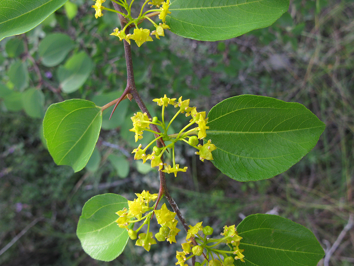 Image of Paliurus spina-christi specimen.