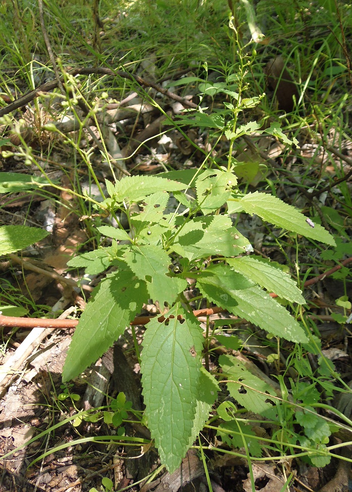 Изображение особи Scrophularia nodosa.