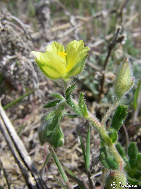 Image of genus Helianthemum specimen.