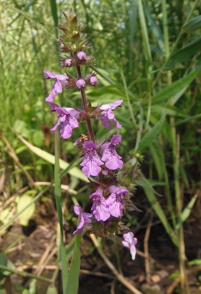 Изображение особи Stachys palustris.