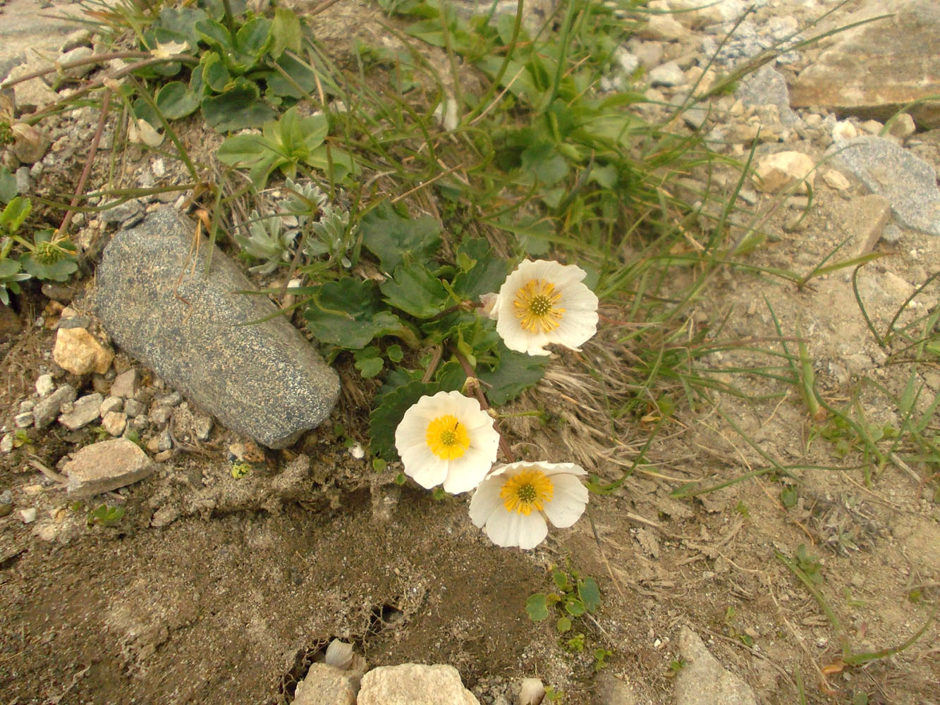 Изображение особи Ranunculus crenatus.
