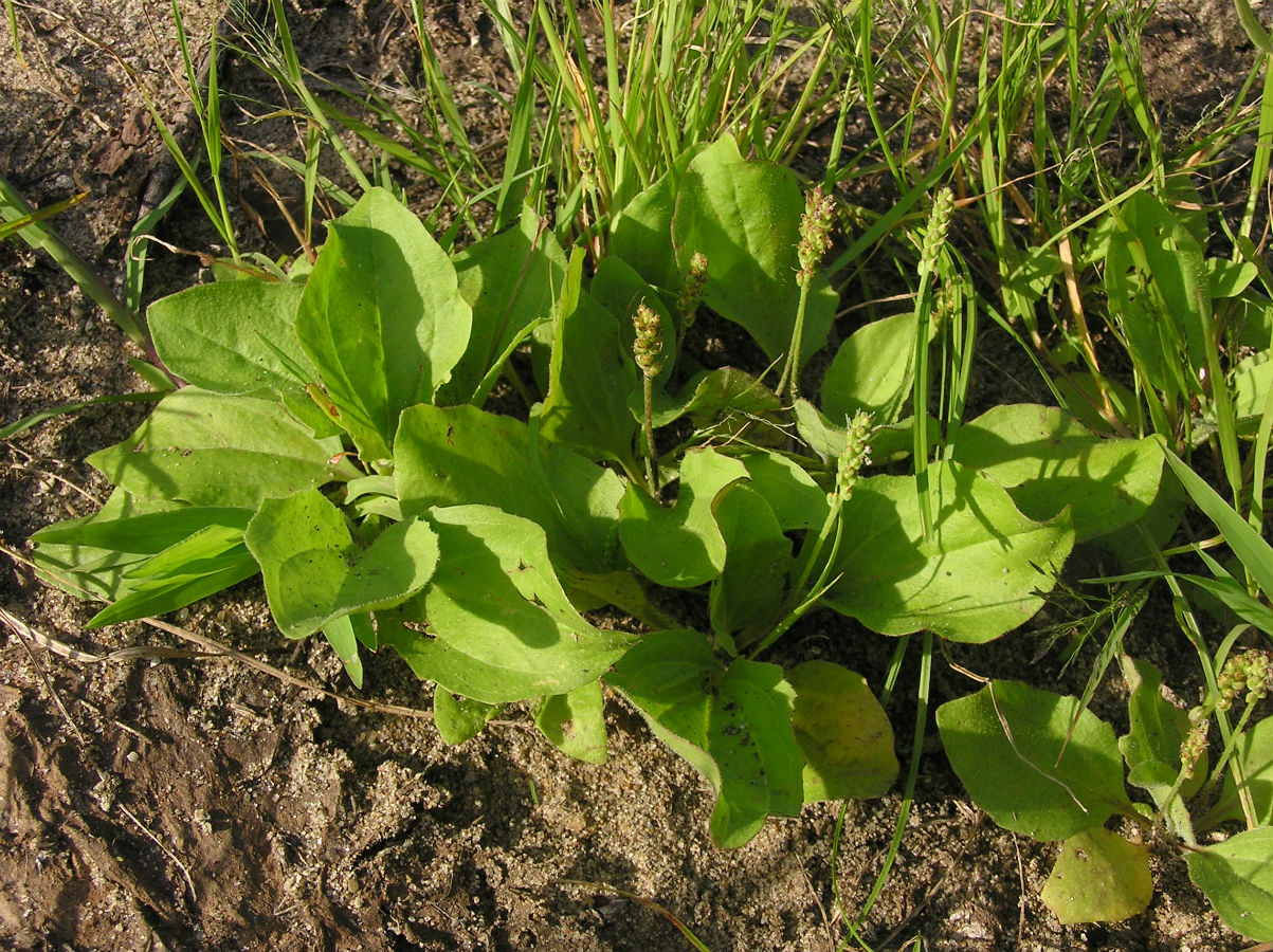 Изображение особи Plantago major.