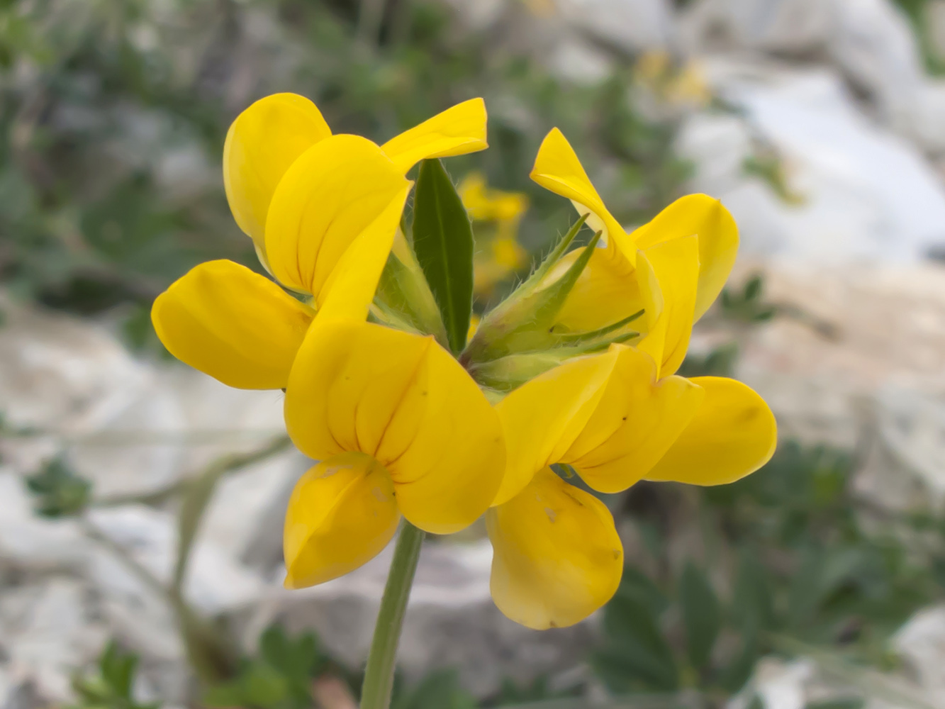 Image of Lotus caucasicus specimen.