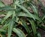 Lysimachia ephemerum