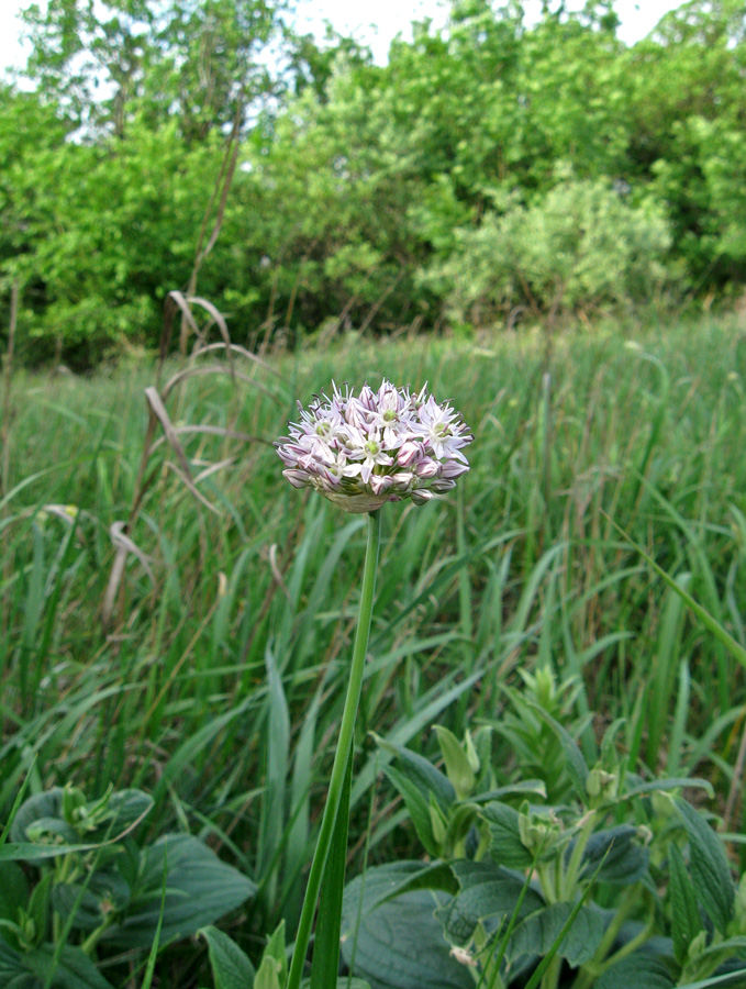 Image of Allium quercetorum specimen.