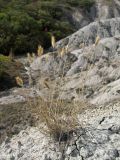 Agropyron pinifolium. Плодоносящее растение. Крым, окр. Феодосии, Арматлукская долина, склон с мергелевыми обнажениями. 10 октября 2013 г.