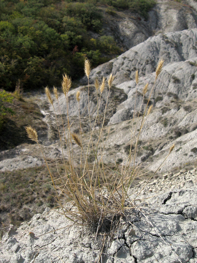 Image of Agropyron pinifolium specimen.