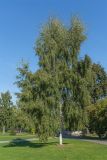 Betula pendula form dalecarlica. Плодоносящее дерево. Финляндия, г. Савонлинна, в культуре. 05.09.2013.