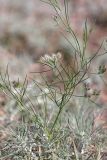 Cuminum setifolium. Зацветающее растение. Южный Казахстан, восточная граница пустыни Кызылкум. 08.05.2013.