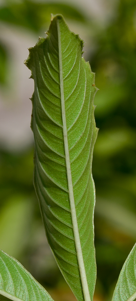 Изображение особи Adansonia digitata.