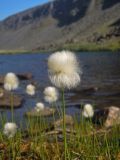 Eriophorum scheuchzeri