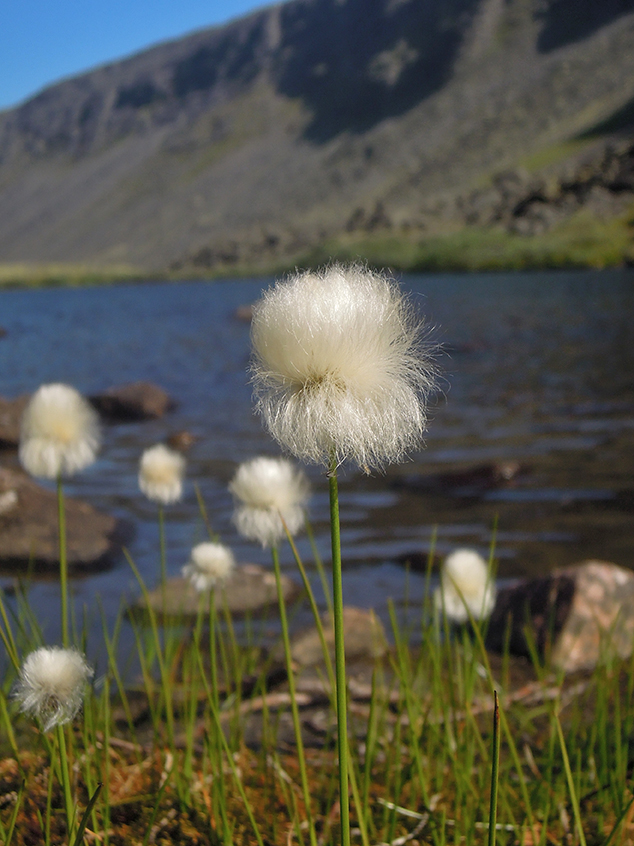 Изображение особи Eriophorum scheuchzeri.