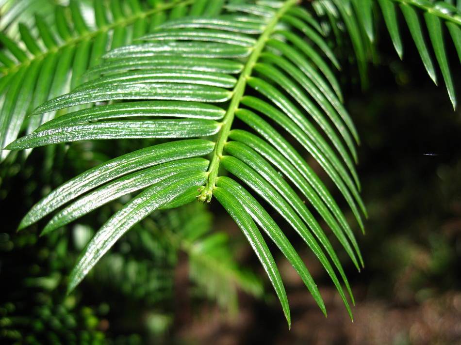 Изображение особи Cephalotaxus harringtonia.