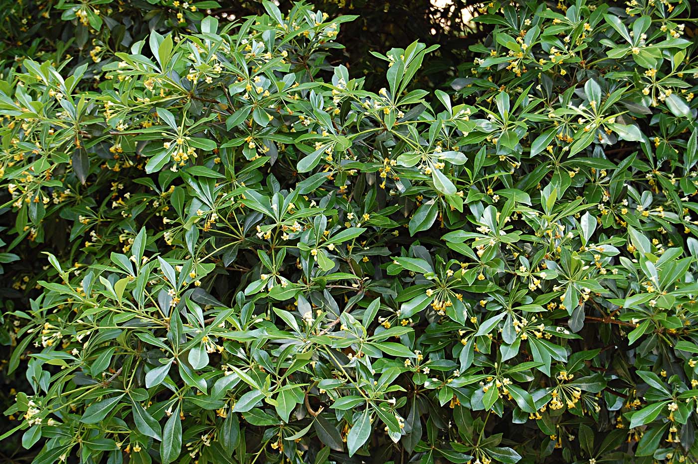 Изображение особи Pittosporum heterophyllum.