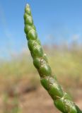 Salicornia europaea. Побег цветущего(?) растения. Архангельская обл., Приморский р-н, окр. дер. Солза, побережье Белого моря. 08.07.2013.