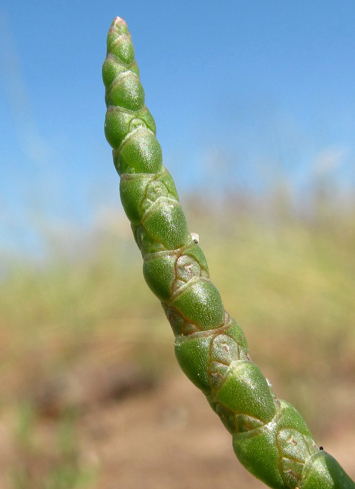 Изображение особи Salicornia europaea.