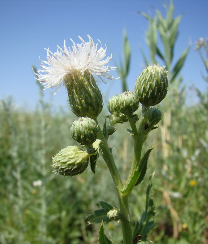 Image of Cirsium setosum specimen.