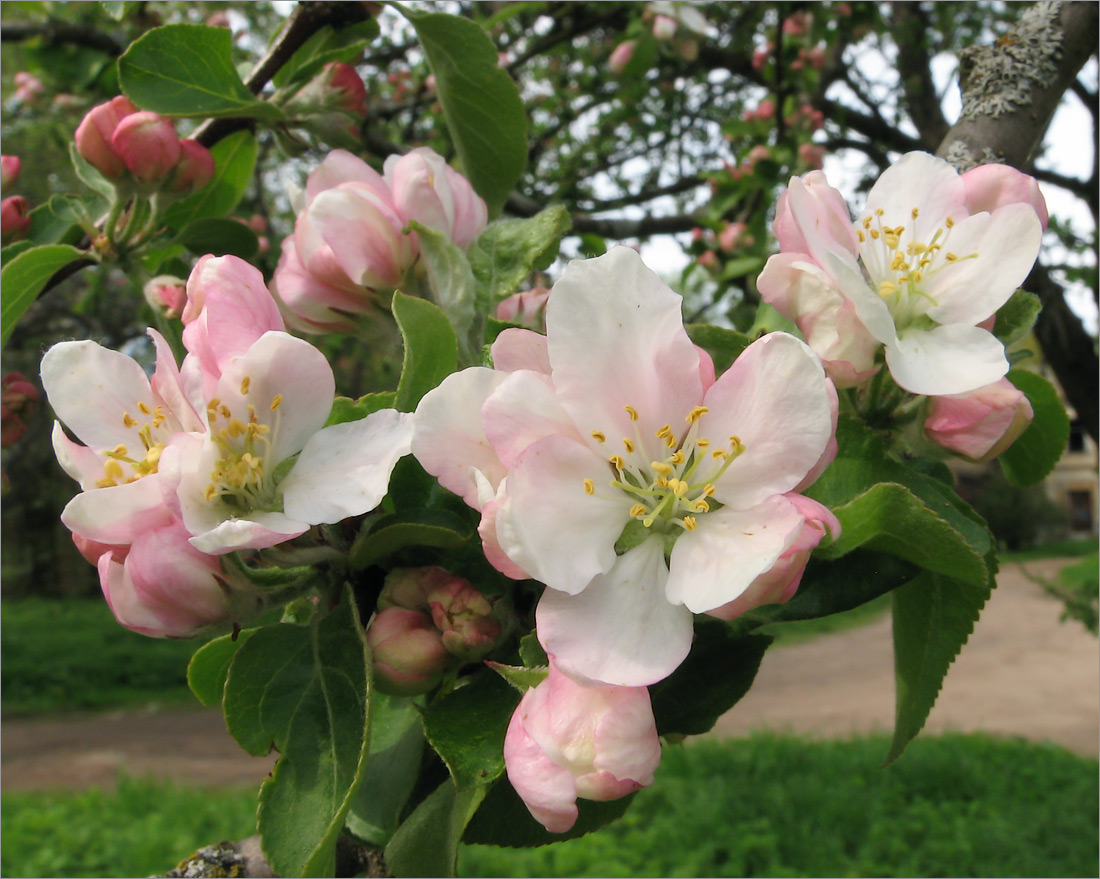 Изображение особи Malus domestica.