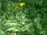 Crepis sibirica