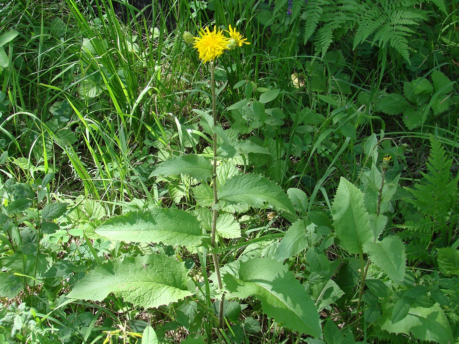 Изображение особи Crepis sibirica.