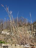 Bothriochloa ischaemum