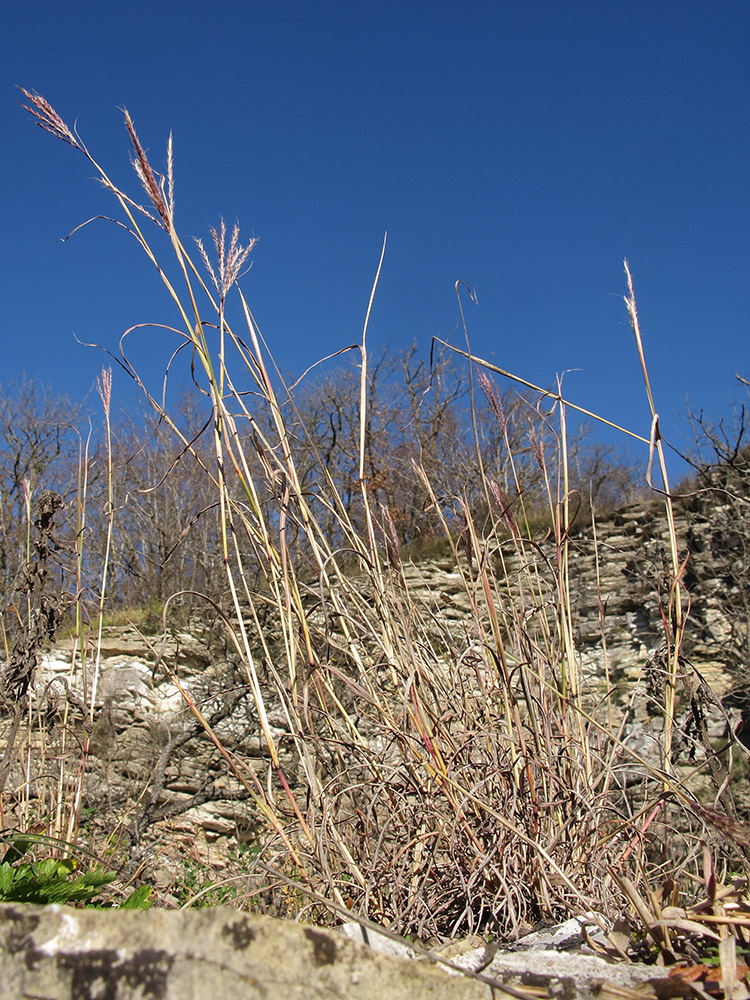 Изображение особи Bothriochloa ischaemum.