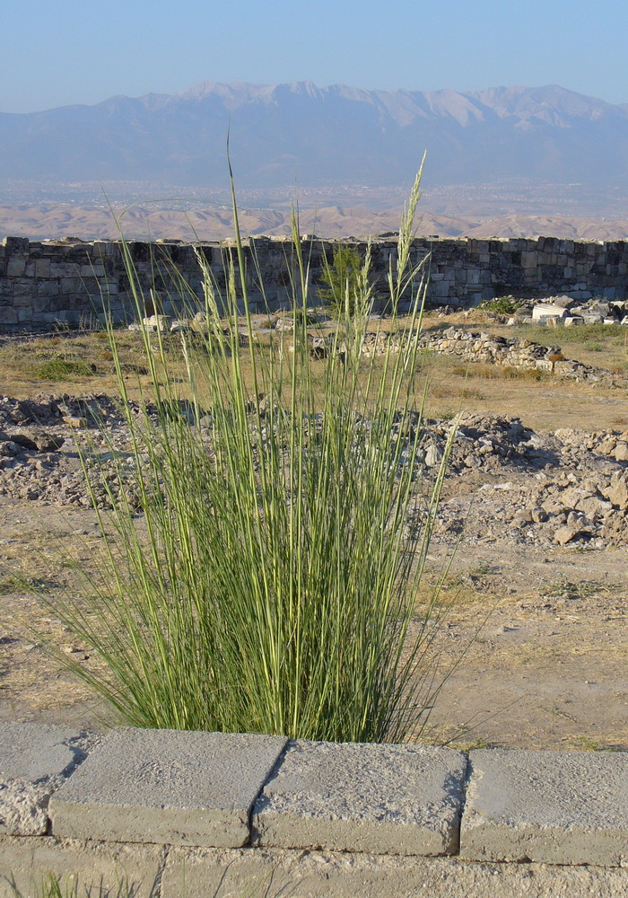 Image of Oloptum miliaceum specimen.